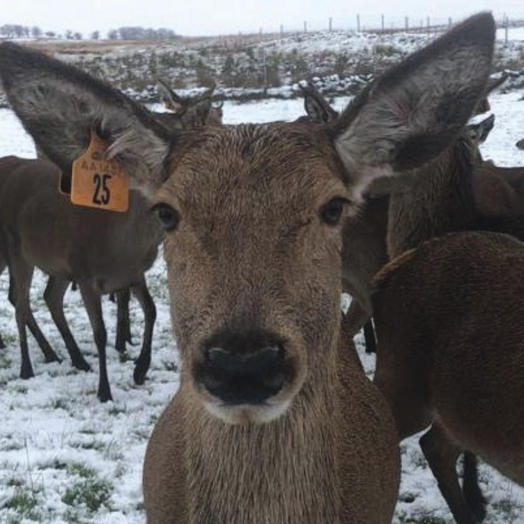 Showing the next generation at the Barn Farmer hand feeding the Stag